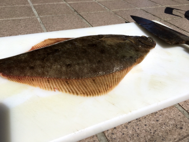 ヒルナンデス 魚 レシピ 魚料理研究家 是友麻希 ヒラメ 昆布〆