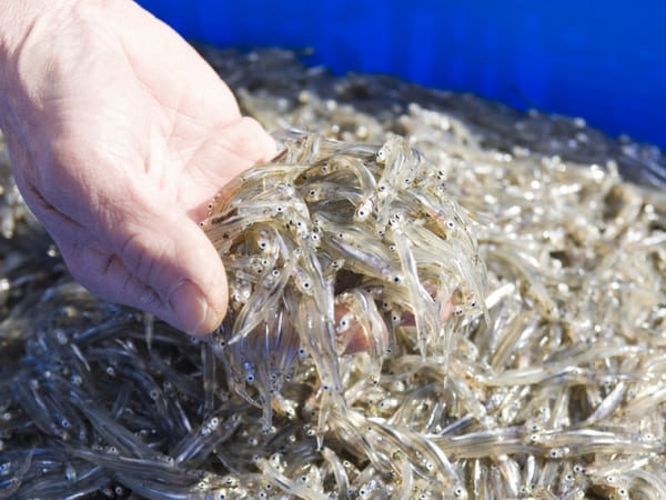 青空レストラン レシピ 作り方 滋賀 大津 琵琶湖 氷魚