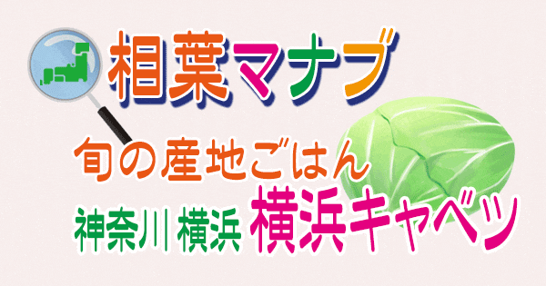 相葉マナブ 旬の産地ごはん 神奈川 横浜キャベツ