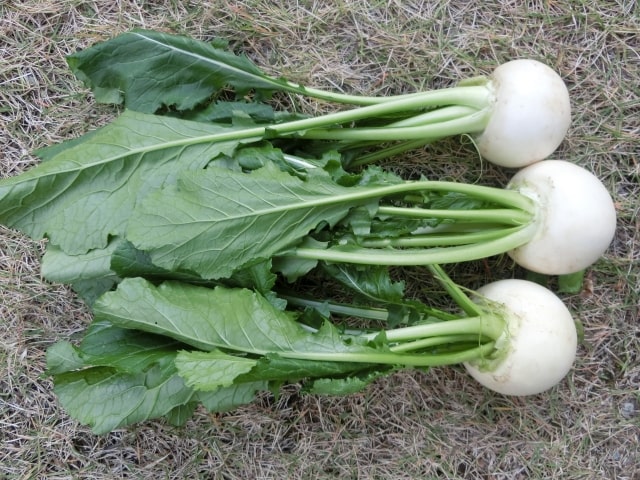 相葉マナブ 旬の産地ごはん 埼玉 三芳町 カブ