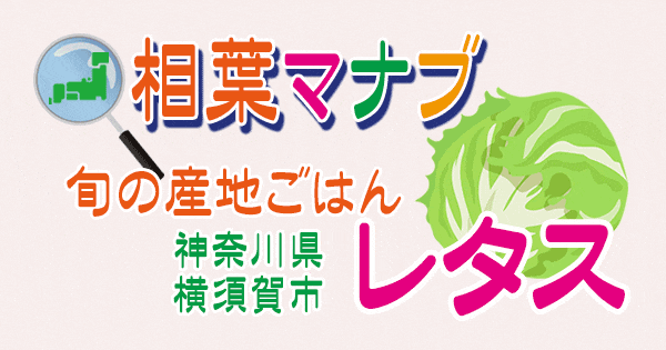 相葉マナブ 旬の産地ごはん レタス 神奈川 横須賀