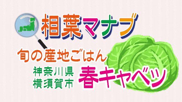 相葉マナブ 旬の産地ごはん 神奈川 横須賀 春キャベツ