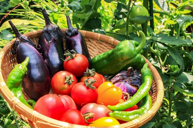 きょうの料理 ワタナベマキの夏のいたわり食堂 夏の体にやさしいメニュー 夏野菜のビネガー蒸し