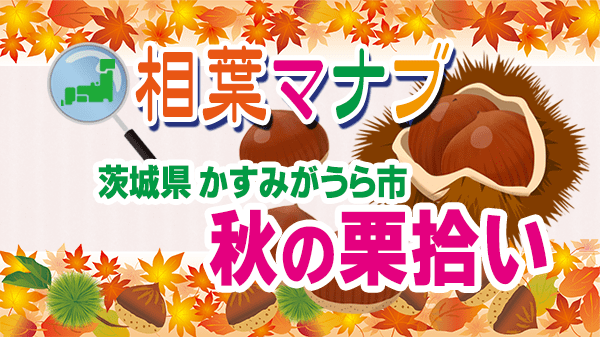 相葉マナブ 栗拾い 茨城県 かすみがうら市