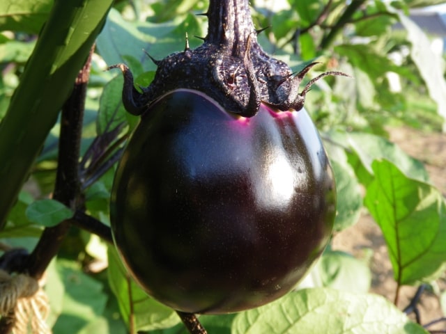 よ～いドン レシピ 作り方 手順4レシピ 辰巳雄大 ふぉ～ゆ～