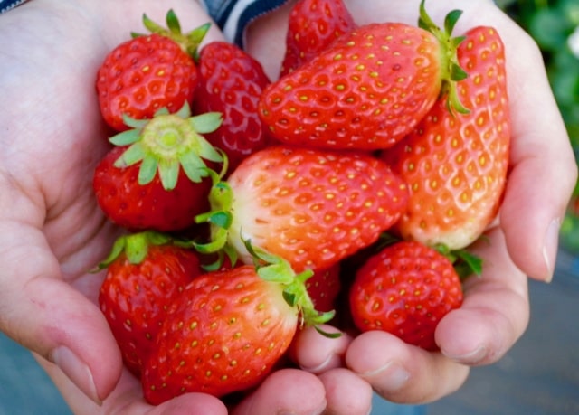 ZIP レシピ いちごを使ったレシピ