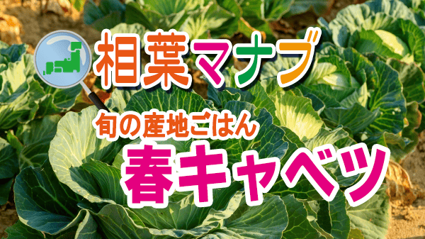 相葉マナブ 旬の産地ごはん 春キャベツ