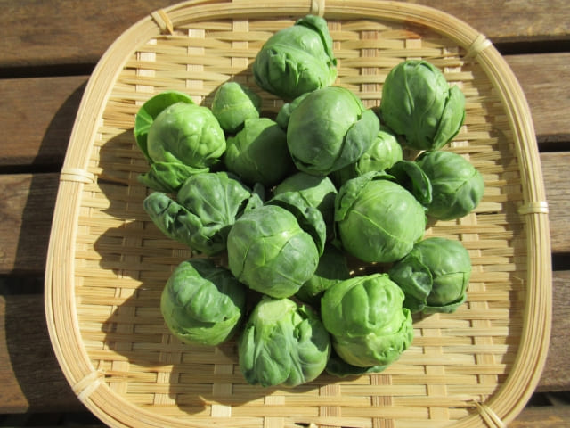 サンデークッキング 優香 レシピ 作り方 材料 楽チン弁当 芽キャベツ