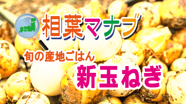 相葉マナブ 旬の産地ごはん 新玉ねぎ