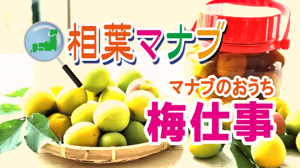 相葉マナブ マナブのおうち 梅仕事